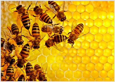 practical training of farmers/beekeeper, bee keeping
