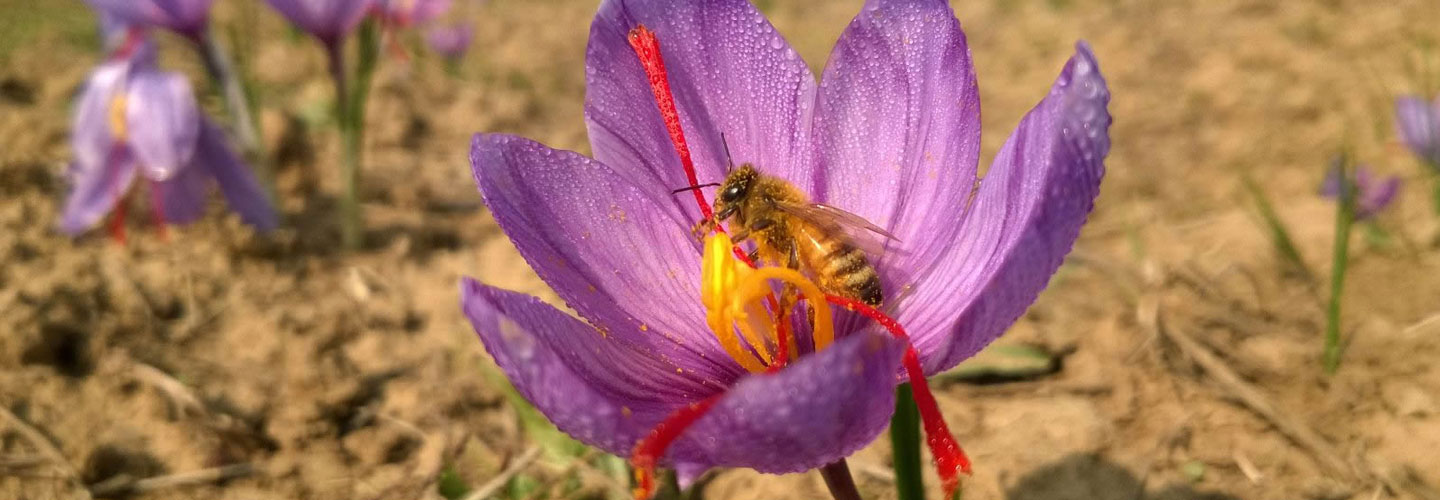 practical training of farmers/beekeeper, bee keeping
